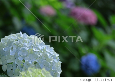 雨に濡れて咲く 112741704