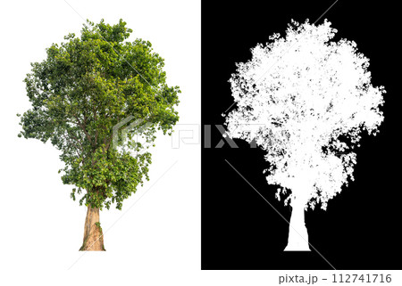 isolated tree on white background wmith clipping path and alpha 112741716
