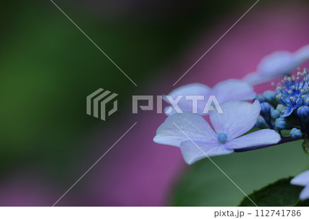 雨に濡れて咲く 112741786