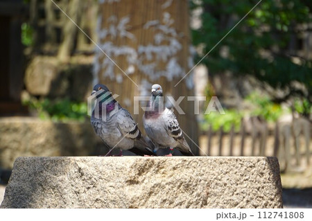 出雲大社で見かけた鳩の夫婦1 出雲大社で見かけた鳩の夫婦1 112741808