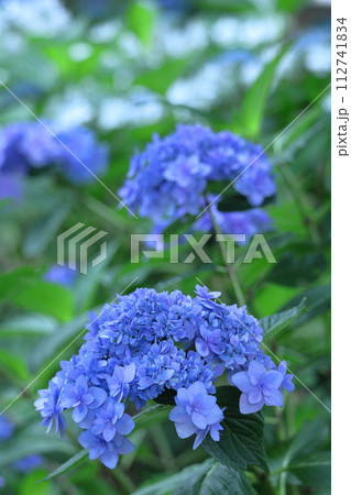 雨に濡れて咲く 112741834