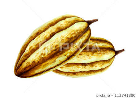Watercolor composition with cocoa pods, fruit. Hand drawn beens, realistic organic superfood illustration isolated on white background. For designers, packaging design, menu, decoration, postcards 112741880