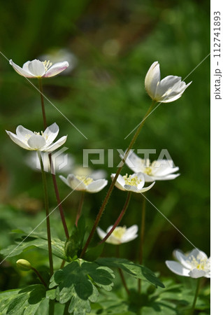 ニリンソウ(二輪草) ニリンソウ(二輪草) 112741893