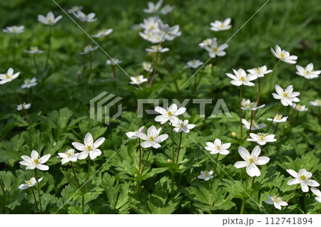 ニリンソウ（二輪草） 112741894