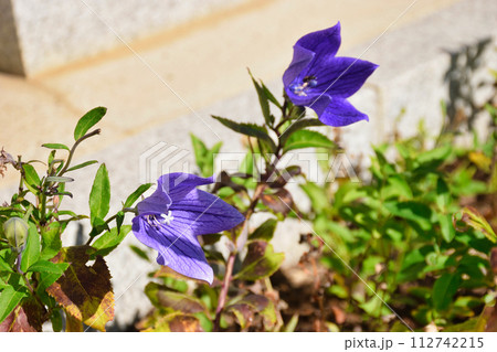 晴明神社の美しい桔梗の花（京都府京都市） 112742215
