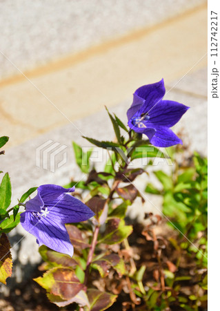 晴明神社の美しい桔梗の花(京都府京都市) 晴明神社の美しい桔梗の花(京都府京都市) 112742217