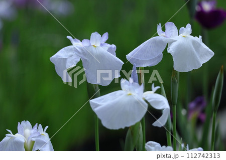 凛として優雅に咲く 112742313