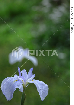 凛として優雅に咲く 凛として優雅に咲く 112742330