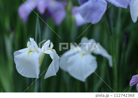 凛として優雅に咲く 112742368