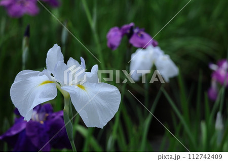 凛として優雅に咲く 112742409