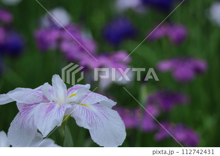 凛として優雅に咲く 112742431