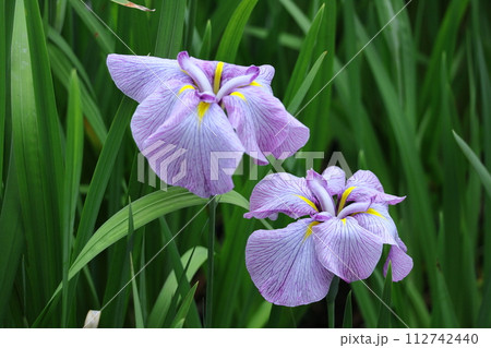 凛として優雅に咲く 凛として優雅に咲く 112742440