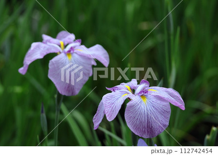 凛として優雅に咲く 凛として優雅に咲く 112742454