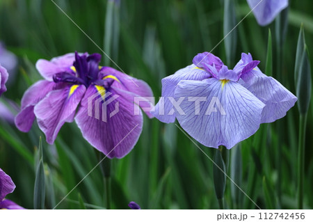 凛として優雅に咲く 112742456