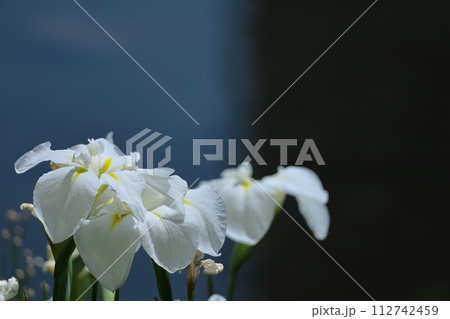 凛として優雅に咲く 112742459