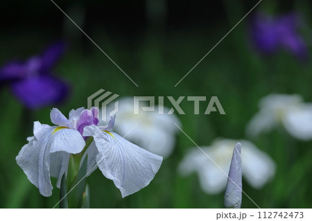 凛として優雅に咲く 凛として優雅に咲く 112742473