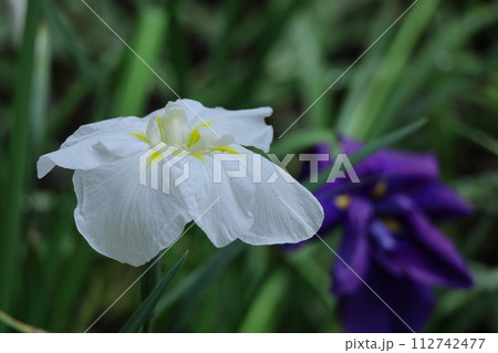 凛として優雅に咲く 112742477