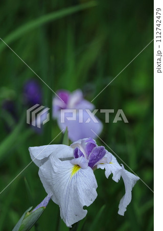 凛として優雅に咲く 112742479