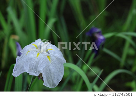 凛として優雅に咲く 112742501