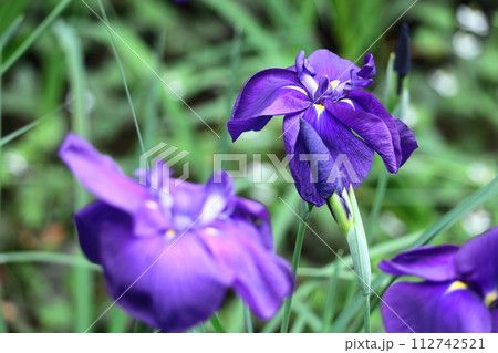 凛として優雅に咲く 112742521