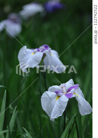 凛として優雅に咲く 112742522