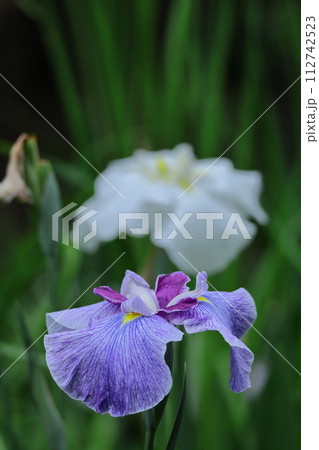 凛として優雅に咲く 112742523