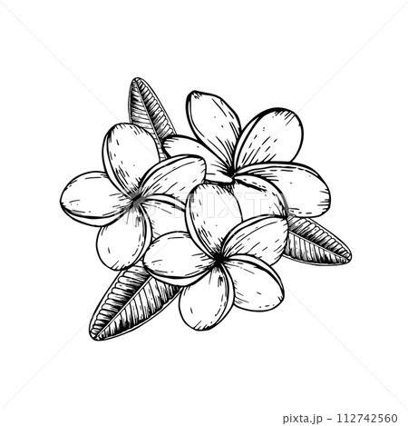 Tropical composition of vector plumeria flowers illustration on isolated background. Beautiful botanical hand painted linear exotic frangipani. For designers, spa decoration, postcards, wedding 112742560