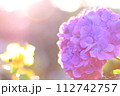 梅雨の晴れ間の紫陽花 112742757