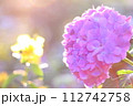 梅雨の晴れ間の紫陽花 112742758