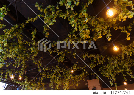 The ceiling of the beer restaurant is decorated with branches of hops. The ceiling of the beer restaurant is decorated with branches of hops. 112742766