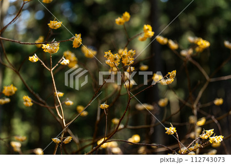 ミツマタの花 ミツマタの花 112743073