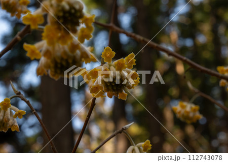 ミツマタの花 ミツマタの花 112743078