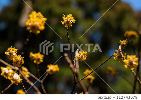 ミツマタの花 ミツマタの花 112743079