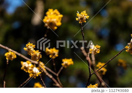 ミツマタの花 ミツマタの花 112743080