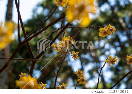 ミツマタの花 112743081