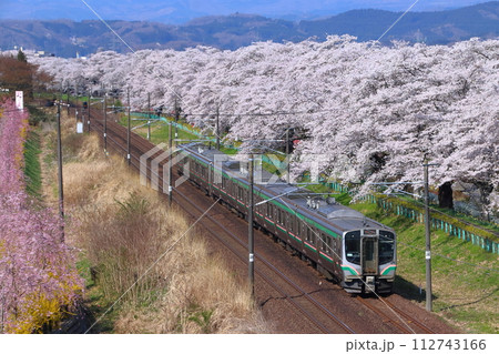 白石川堤一目千本桜を行く東北本線E721系（仙台地区） 112743166