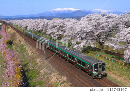 白石川堤一目千本桜を行く東北本線E721系（仙台地区） 112743167