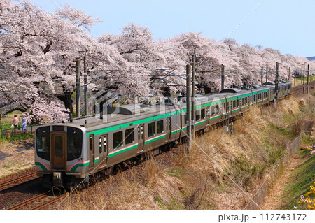 白石川堤一目千本桜を行く東北本線E721系(仙台地区) 白石川堤一目千本桜を行く東北本線E721系(仙台地区) 112743172