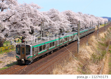 白石川堤一目千本桜を行く東北本線E721系(仙台地区) 白石川堤一目千本桜を行く東北本線E721系(仙台地区) 112743173