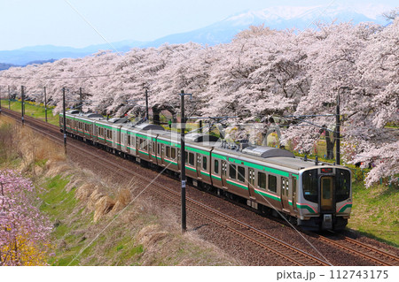白石川堤一目千本桜を行く東北本線E721系（仙台地区） 112743175
