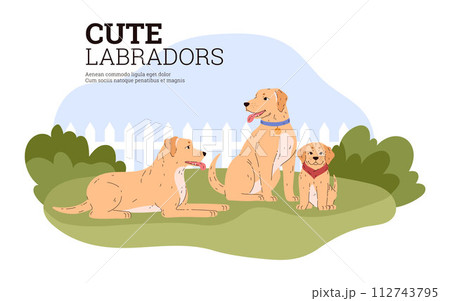 Banner with cute golden Labrador dogs on lawn flat style 112743795