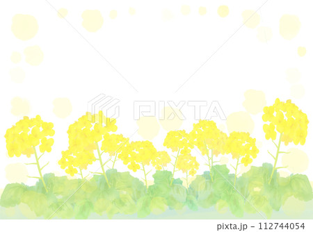 水彩で描いた菜の花の背景イラスト 112744054
