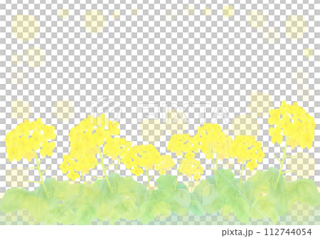 水彩で描いた菜の花の背景イラスト 112744054