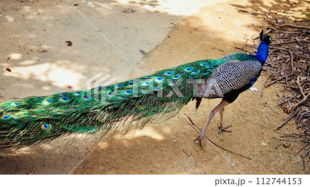クジャク クジャク 112744153