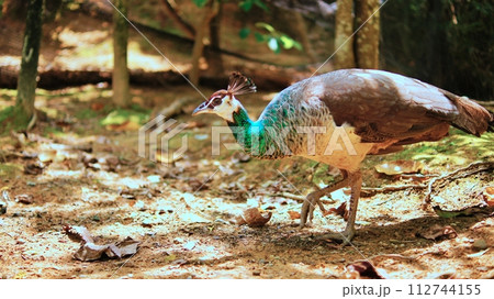 クジャク 112744155