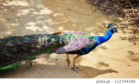 クジャク 112744166