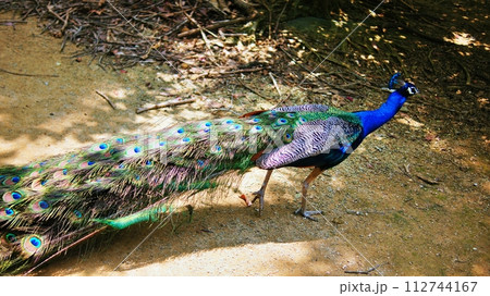 クジャク クジャク 112744167