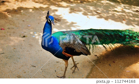 クジャク 112744168