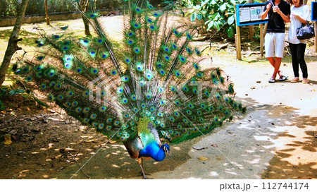 クジャク 112744174