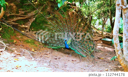 クジャク 112744178